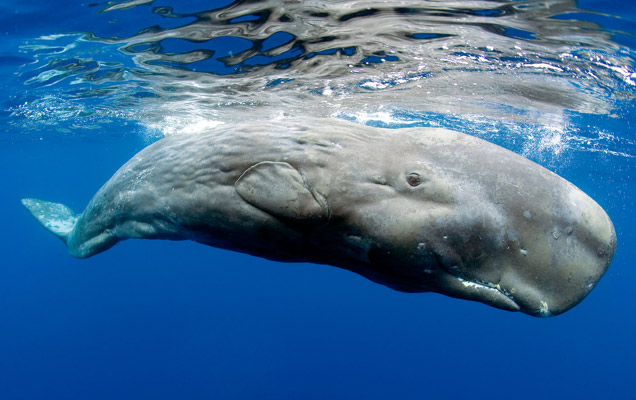 Sperm whale teats